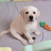 Photo №4. I will sell labrador retriever in the city of Гамбург. private announcement - price - 475$