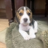 Photo №1. beagle - for sale in the city of London | negotiated | Announcement № 123500