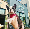 Photo №4. I will sell boston terrier in the city of Phoenix. breeder - price - 400$