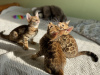 Photo №2 to announcement № 11419 for the sale of bengal cat - buy in Ukraine from nursery