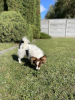 Photo №4. I will sell papillon dog in the city of Vilnius. private announcement - price - 832$