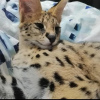 Photo №2 to announcement № 92864 for the sale of savannah cat - buy in Germany private announcement, from nursery, from the shelter, breeder