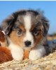 Photo №4. I will sell australian shepherd in the city of Prague. private announcement - price - negotiated