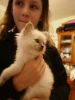 Photo №3. Male and female Ragdole Kittens available. Australia