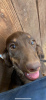 Photo №1. dachshund - for sale in the city of Fresno | 2000$ | Announcement № 24001