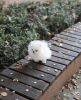 Photo №1. pomeranian - for sale in the city of Los Angeles | 300$ | Announcement № 86367