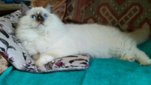 Photo №2 to announcement № 2160 for the sale of ragdoll - buy in Russian Federation private announcement