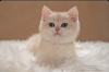 Photo №2 to announcement № 15916 for the sale of british shorthair - buy in Russian Federation breeder