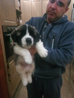 Photo №2 to announcement № 3935 for the sale of moscow watchdog - buy in Russian Federation breeder