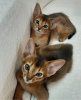 Photo №1. abyssinian cat - for sale in the city of Gomel | 646$ | Announcement № 11490