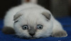 Photo №1. scottish fold - for sale in the city of Шатура | 340$ | Announcement № 10638