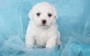 Photo №1. bichon frise - for sale in the city of Мёнхенгладбах | 581$ | Announcement № 127489