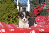 Photo №1. welsh corgi - for sale in the city of Даллас | 520$ | Announcement № 63532