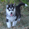 Photo №1. siberian husky - for sale in the city of Bielefeld | Is free | Announcement № 95918