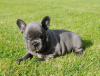 Photo №2 to announcement № 70899 for the sale of french bulldog - buy in Germany private announcement, breeder
