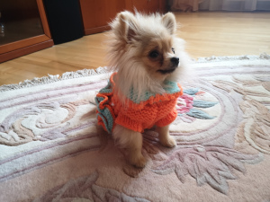 Additional photos: KNITTED DRESS (CLOTHES) FOR DOGS AND CAT ORDER