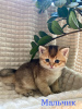 Photo №1. chinchilla cat - for sale in the city of Истра | negotiated | Announcement № 59249