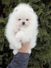 Photo №1. pomeranian - for sale in the city of Стамбул | 1500$ | Announcement № 9294