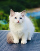 Photo №2 to announcement № 121525 for the sale of ragdoll - buy in Australia breeder