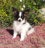 Photo №1. papillon dog - for sale in the city of Minsk | 665$ | Announcement № 16052