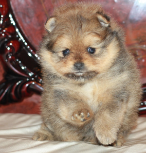 Photo №2 to announcement № 2475 for the sale of pomeranian - buy in Russian Federation from nursery