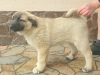 Additional photos: Turkish Kangal puppies