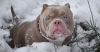 Photo №4. I will sell american bully in the city of Minsk. breeder - price - 3000$