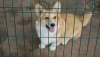 Photo №4. I will sell welsh corgi in the city of Subotica. breeder - price - negotiated