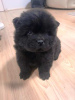 Additional photos: Chow Chow puppies