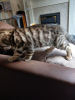 Photo №1. bengal cat - for sale in the city of Berlin | 370$ | Announcement № 64638