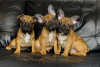Photo №3. French Bulldog Puppies for Sale. Russian Federation