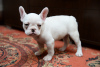 Photo №2 to announcement № 82718 for the sale of french bulldog - buy in Serbia breeder