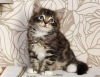 Photo №2 to announcement № 108617 for the sale of norwegian forest cat - buy in United States private announcement, breeder