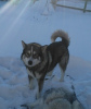 Photo №2 to announcement № 9860 for the sale of alaskan malamute - buy in Russian Federation private announcement