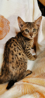 Photo №1. savannah cat - for sale in the city of Moscow | 471$ | Announcement № 4164