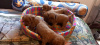 Additional photos: Cavapoo pappy f1 generation