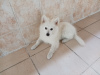 Photo №1. german spitz - for sale in the city of Стамбул | Is free | Announcement № 61208