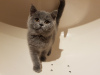 Photo №1. british shorthair - for sale in the city of Munich | 370$ | Announcement № 118352