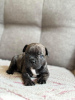 Photo №1. french bulldog - for sale in the city of Tartu | negotiated | Announcement № 126503