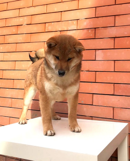 Photo №2 to announcement № 5675 for the sale of shiba inu - buy in Russian Federation from nursery