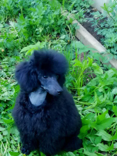 Photo №3. Poodle puppies from titled parents. for show, soul and breeding. Russian Federation