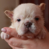 Photo №1. french bulldog - for sale in the city of Stavropol | 1$ | Announcement № 84697