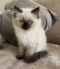 Photo №2 to announcement № 95078 for the sale of ragdoll - buy in Germany private announcement