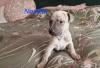 Photo №4. I will sell whippet in the city of Такома.  - price - 300$