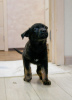 Photo №4. I will sell non-pedigree dogs in the city of Москва. private announcement - price - Is free