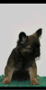 Photo №3. French bulldog fluffy. Serbia