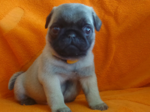 Photo №1. pug - for sale in the city of Vanadzor | 700$ | Announcement № 718