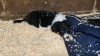 Photo №1. border collie - for sale in the city of El Paso | 700$ | Announcement № 108829