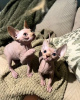 Photo №1. sphynx-katze - for sale in the city of Гамбург | 250$ | Announcement № 123365