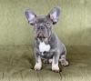 Photo №1. french bulldog - for sale in the city of Москва | 3450$ | Announcement № 19808